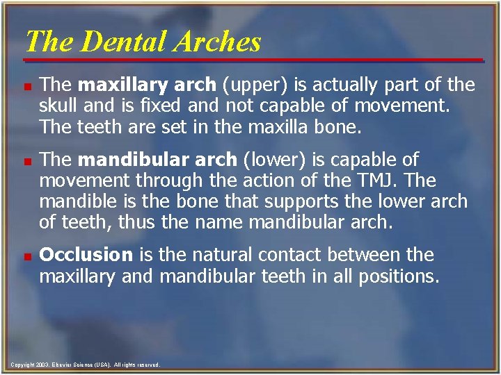 The Dental Arches n n n The maxillary arch (upper) is actually part of