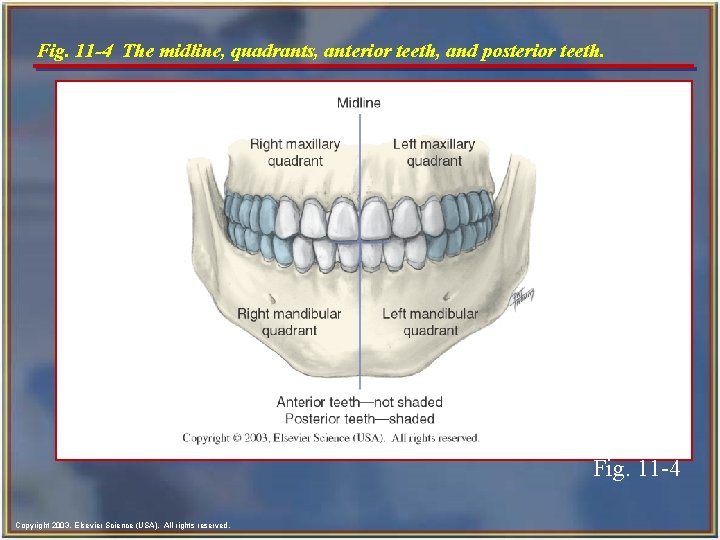 Fig. 11 -4 The midline, quadrants, anterior teeth, and posterior teeth. Fig. 11 -4