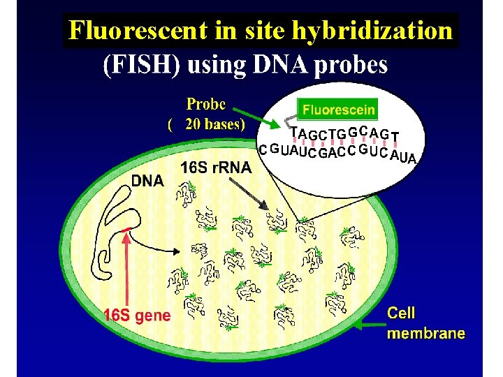 Fluorescent in site hybridization 