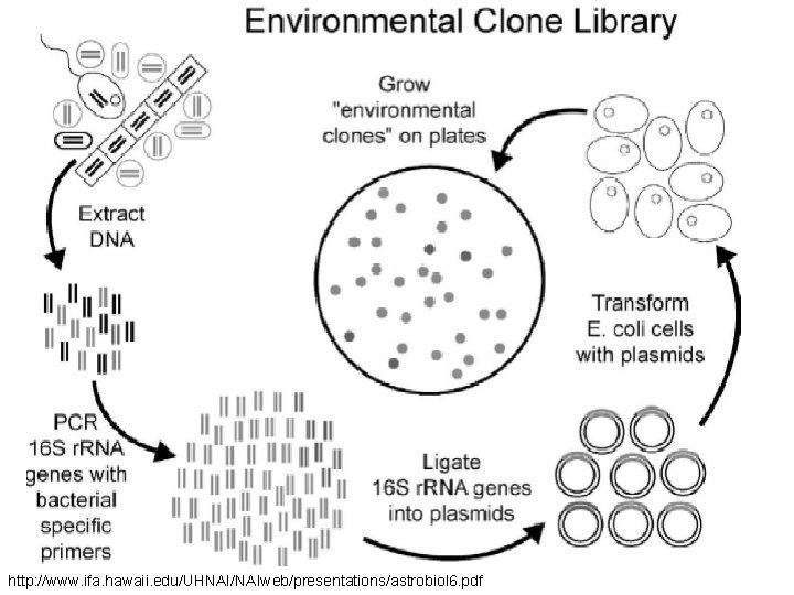 http: //www. ifa. hawaii. edu/UHNAI/NAIweb/presentations/astrobiol 6. pdf 