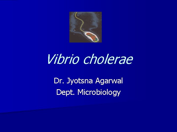 Vibrio cholerae Dr. Jyotsna Agarwal Dept. Microbiology 