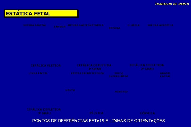 TRABALHO DE PARTO ESTÁTICA FETAL SUTURA SAGITAL LAMBDA SUTURA SAGITOMETOPICA CRISTA SACRICICCUGEA MENTO CEFÁLICA TRABALHO DE PARTO ESTÁTICA FETAL SUTURA SAGITAL LAMBDA SUTURA SAGITOMETOPICA CRISTA SACRICICCUGEA MENTO CEFÁLICA