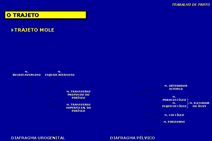 TRABALHO DE PARTO O TRAJETO MOLE M. BULBOCAVERNOSO M. ISQUIOCAVERNOSO M. OBTURADOR INTERNO M. TRABALHO DE PARTO O TRAJETO MOLE M. BULBOCAVERNOSO M. ISQUIOCAVERNOSO M. OBTURADOR INTERNO M.