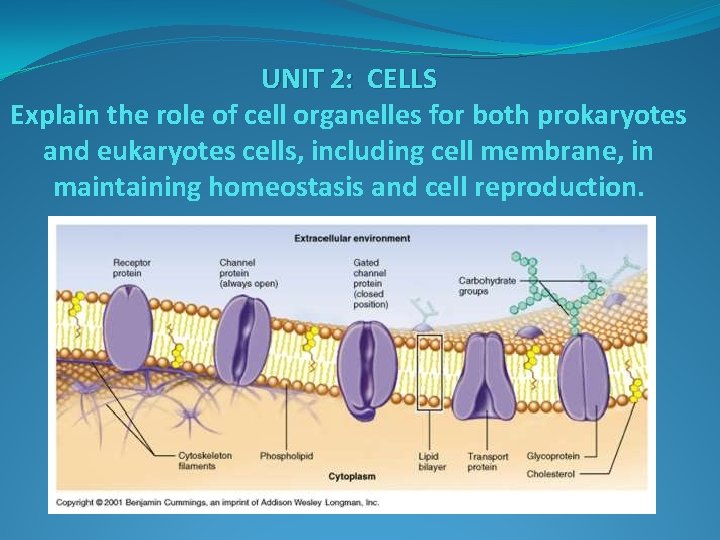 UNIT 2: CELLS Explain the role of cell organelles for both prokaryotes and eukaryotes