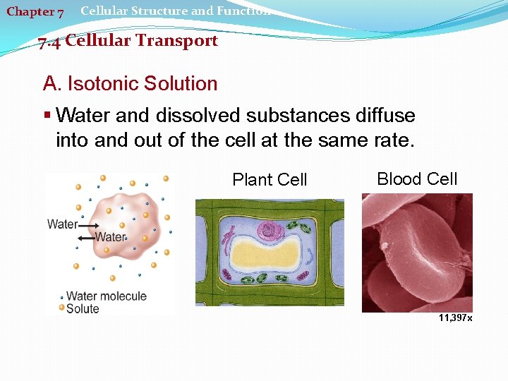 Chapter 7 Cellular Structure and Function 7. 4 Cellular Transport A. Isotonic Solution §