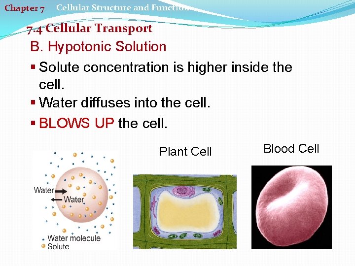 Chapter 7 Cellular Structure and Function 7. 4 Cellular Transport B. Hypotonic Solution §