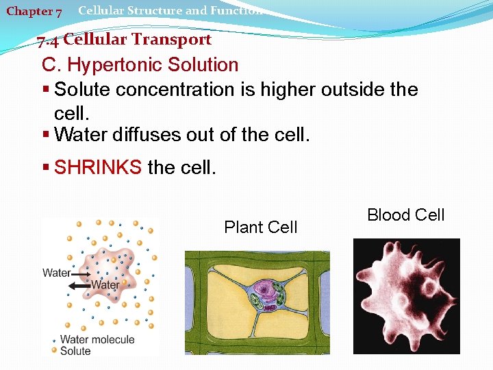 Chapter 7 Cellular Structure and Function 7. 4 Cellular Transport C. Hypertonic Solution §