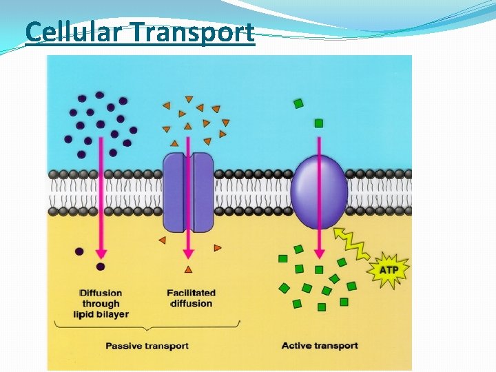 Cellular Transport 