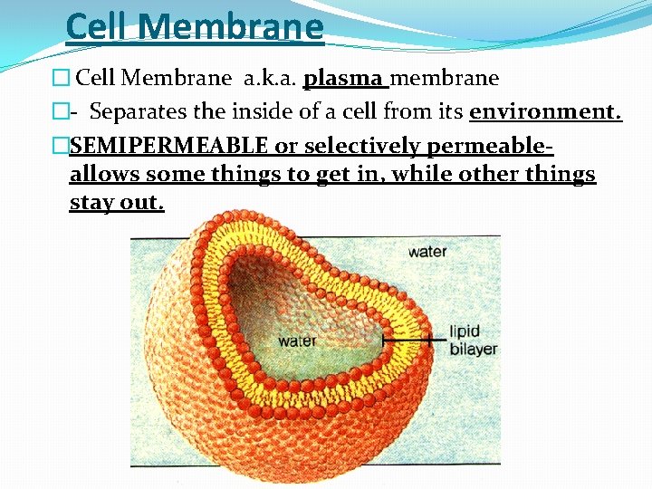 Cell Membrane � Cell Membrane a. k. a. plasma membrane �- Separates the inside