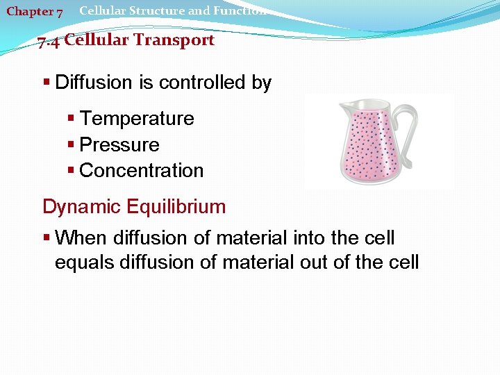 Chapter 7 Cellular Structure and Function 7. 4 Cellular Transport § Diffusion is controlled