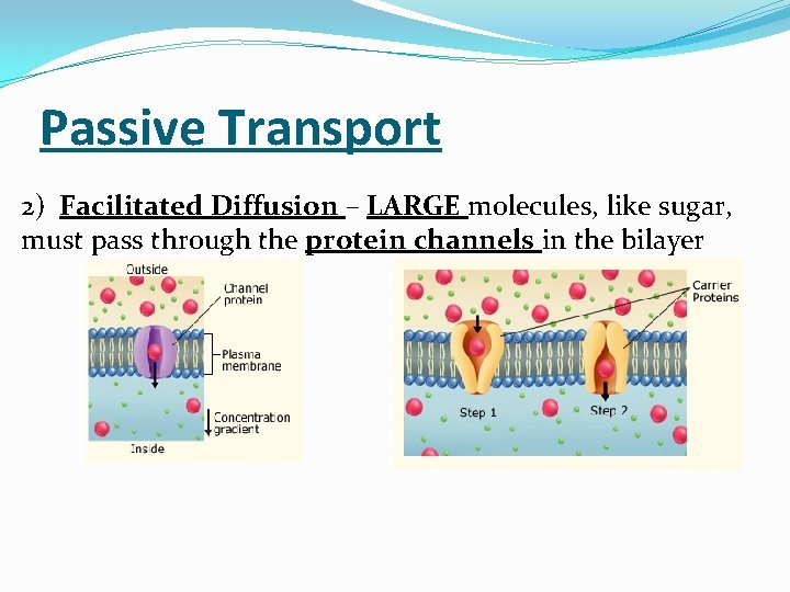 Passive Transport 2) Facilitated Diffusion – LARGE molecules, like sugar, must pass through the