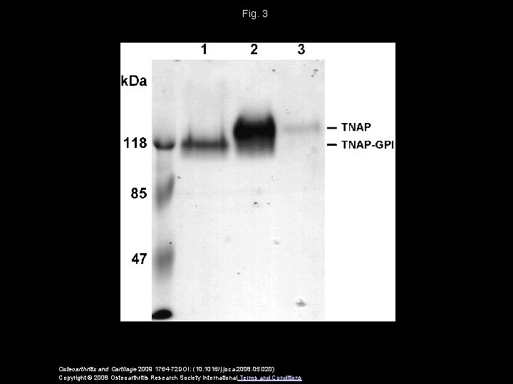 Fig. 3 Osteoarthritis and Cartilage 2009 1764 -72 DOI: (10. 1016/j. joca. 2008. 05.