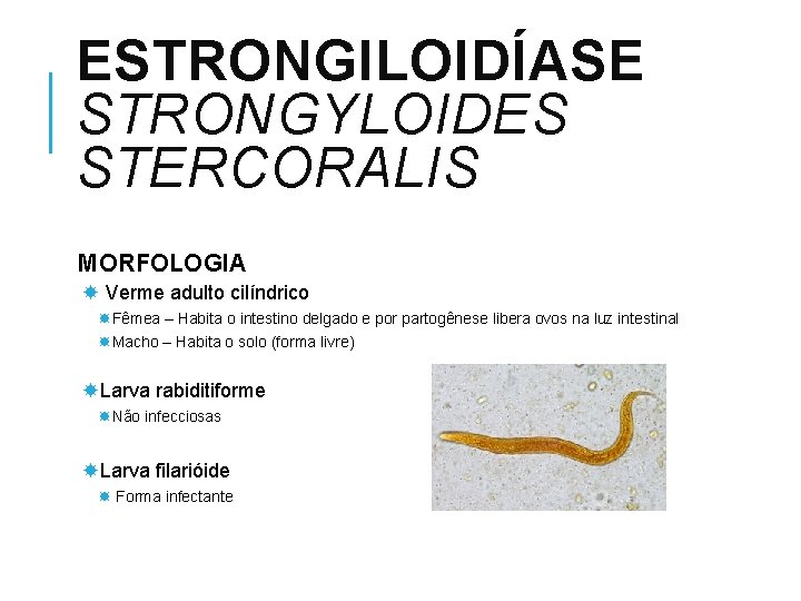 bél strongyloidosis)