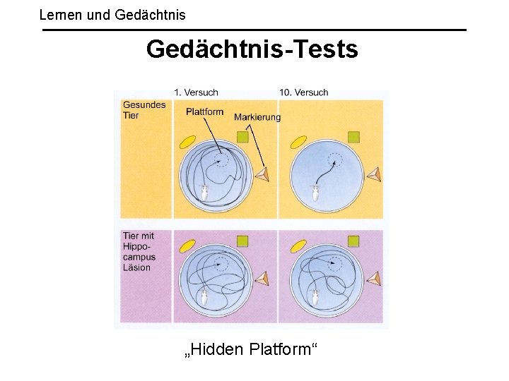 Lernen und Gedächtnis-Tests „Hidden Platform“ 