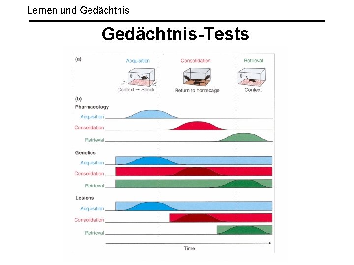 Lernen und Gedächtnis-Tests 