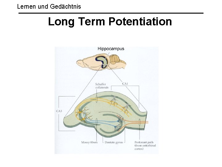 Lernen und Gedächtnis Long Term Potentiation 