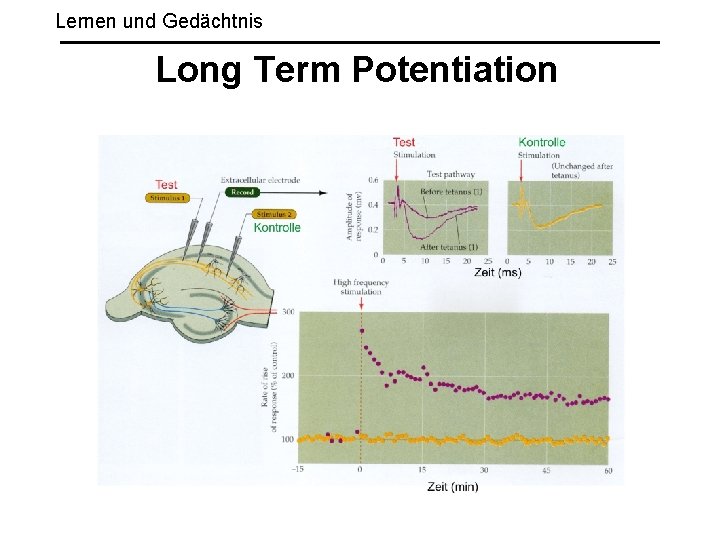 Lernen und Gedächtnis Long Term Potentiation 