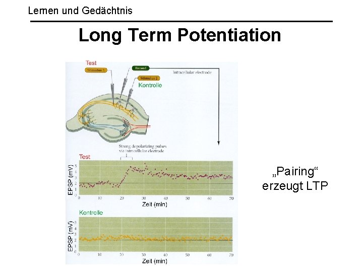 Lernen und Gedächtnis Long Term Potentiation „Pairing“ erzeugt LTP 
