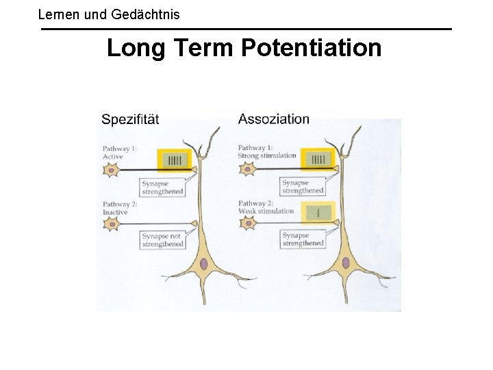 Lernen und Gedächtnis Long Term Potentiation 