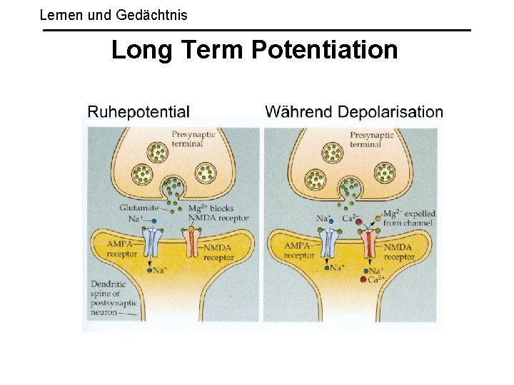 Lernen und Gedächtnis Long Term Potentiation 