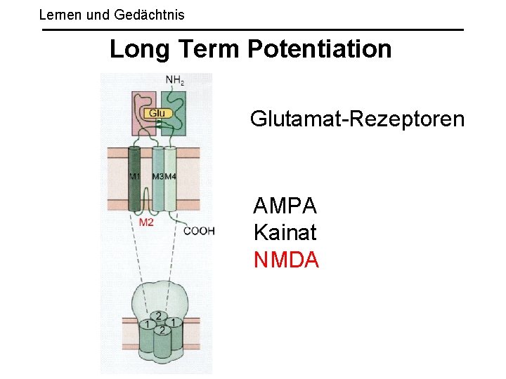 Lernen und Gedächtnis Long Term Potentiation Glutamat-Rezeptoren AMPA Kainat NMDA 