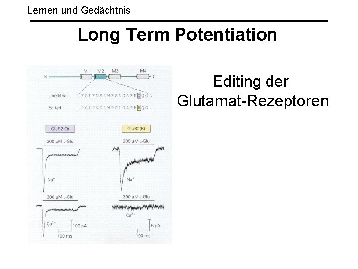 Lernen und Gedächtnis Long Term Potentiation Editing der Glutamat-Rezeptoren 