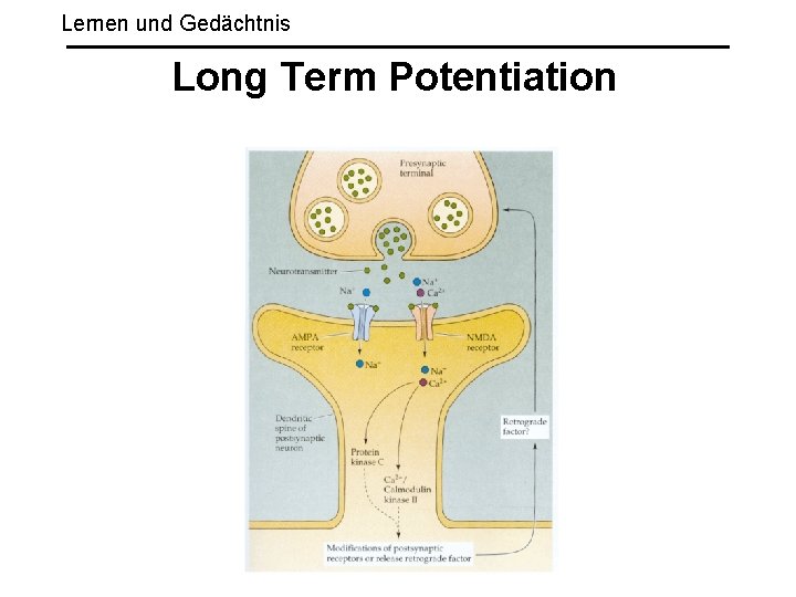 Lernen und Gedächtnis Long Term Potentiation 