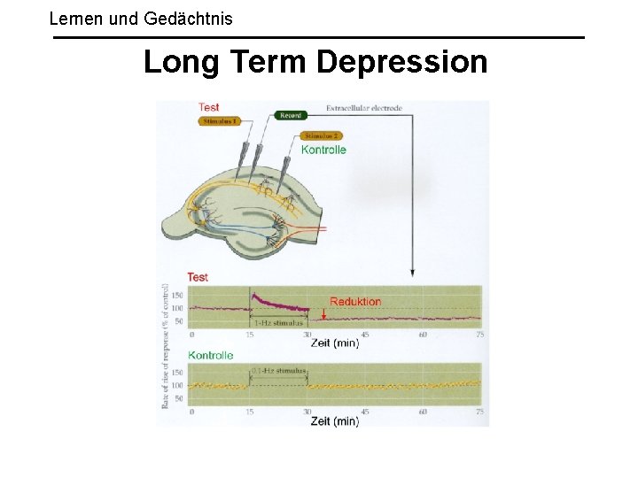 Lernen und Gedächtnis Long Term Depression 