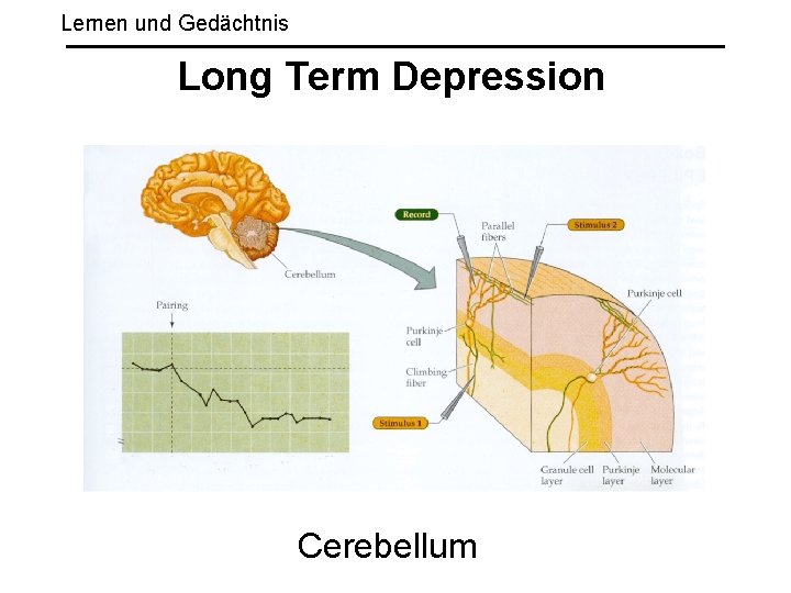 Lernen und Gedächtnis Long Term Depression Cerebellum 