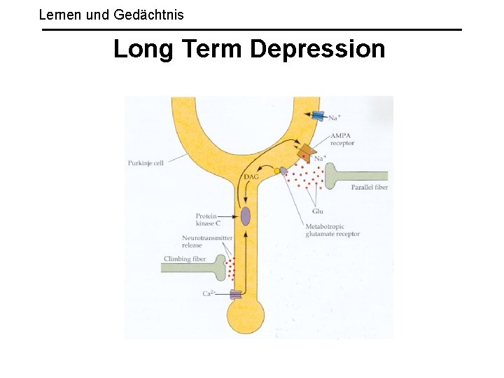 Lernen und Gedächtnis Long Term Depression 