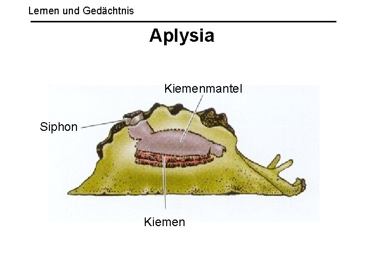 Lernen und Gedächtnis Aplysia Kiemenmantel Siphon Kiemen 