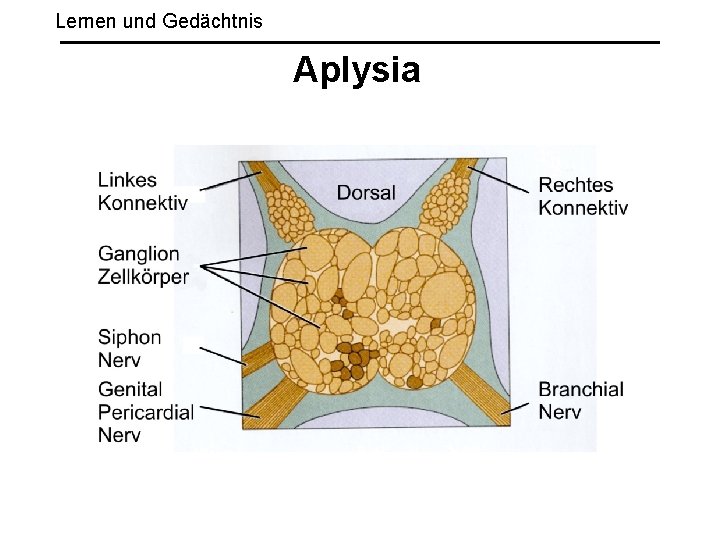 Lernen und Gedächtnis Aplysia 