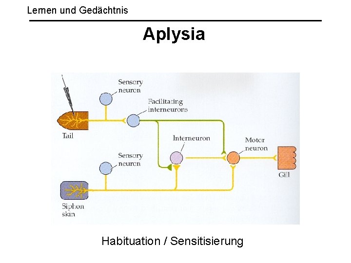 Lernen und Gedächtnis Aplysia Habituation / Sensitisierung 