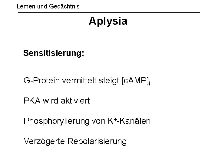 Lernen und Gedächtnis Aplysia Sensitisierung: G-Protein vermittelt steigt [c. AMP]i PKA wird aktiviert Phosphorylierung