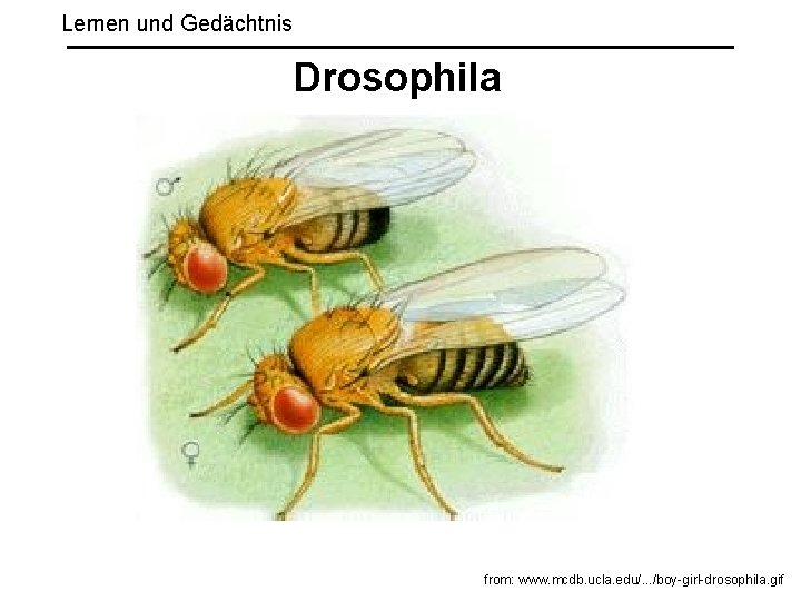 Lernen und Gedächtnis Drosophila from: www. mcdb. ucla. edu/. . . /boy-girl-drosophila. gif 