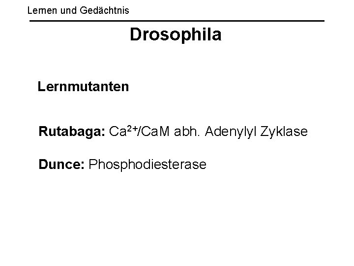Lernen und Gedächtnis Drosophila Lernmutanten Rutabaga: Ca 2+/Ca. M abh. Adenylyl Zyklase Dunce: Phosphodiesterase