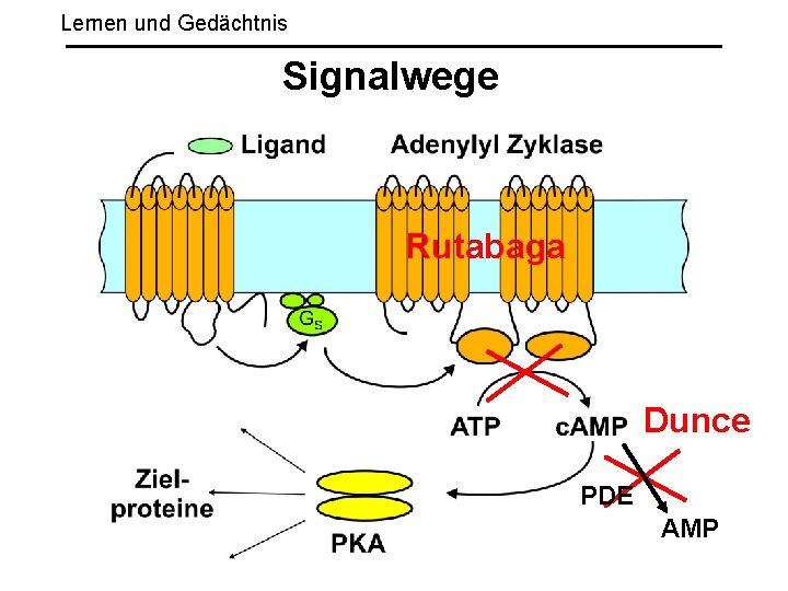 Lernen und Gedächtnis Signalwege Rutabaga Dunce PDE AMP 