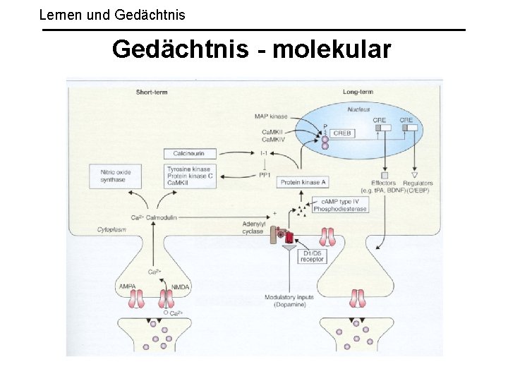 Lernen und Gedächtnis - molekular 
