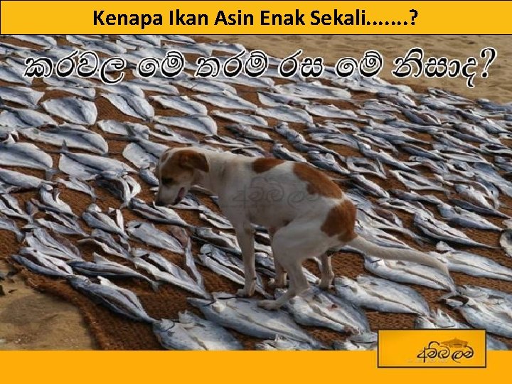 Kenapa Ikan Asin Enak Sekali. . . . ? 