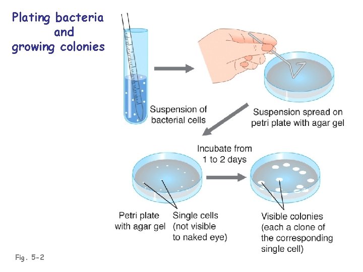 Plating bacteria and growing colonies Fig. 5 -2 