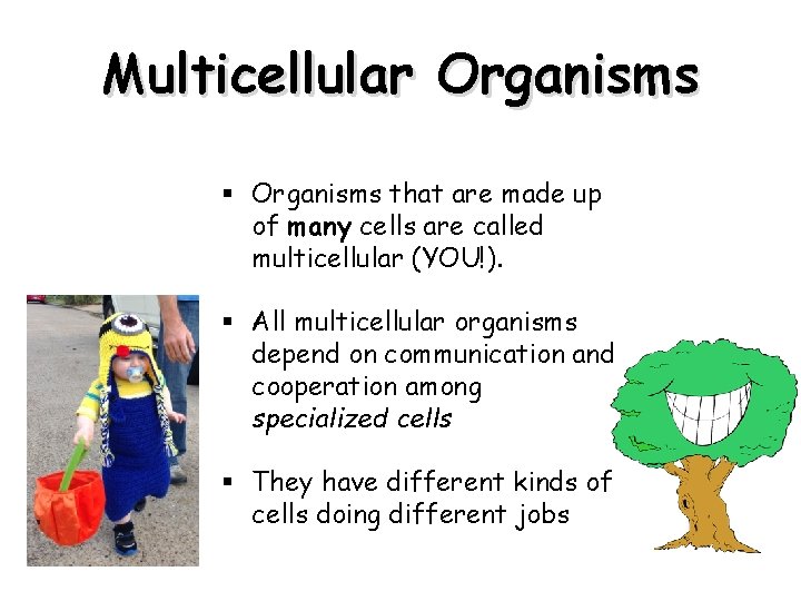 Multicellular Organisms § Organisms that are made up of many cells are called multicellular