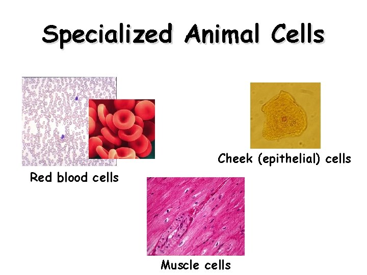 Specialized Animal Cells Cheek (epithelial) cells Red blood cells Muscle cells 