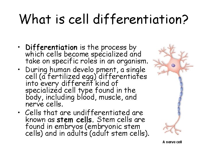 What is cell differentiation? • Differentiation is the process by which cells become specialized