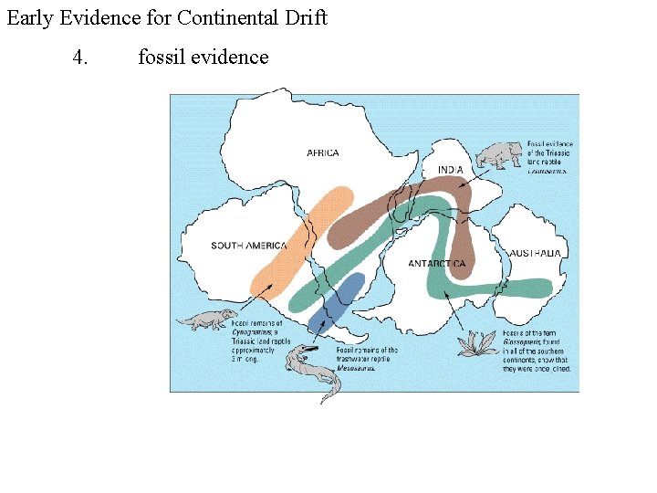 Early Evidence for Continental Drift 4. fossil evidence 