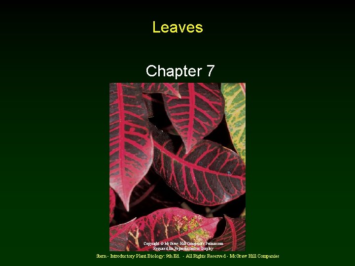 Leaves Chapter 7 Copyright © Mc. Graw-Hill Companies Permission Required for Reproduction or Display