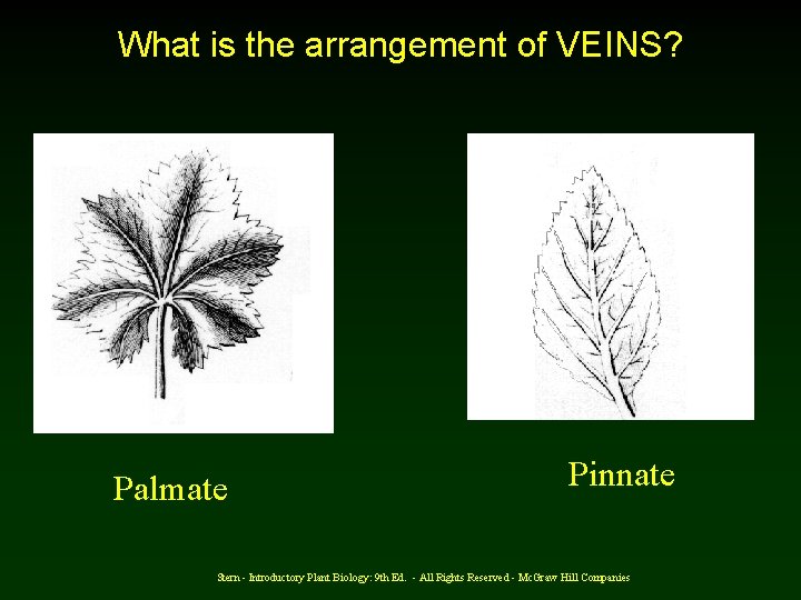 What is the arrangement of VEINS? Palmate Pinnate Stern - Introductory Plant Biology: 9