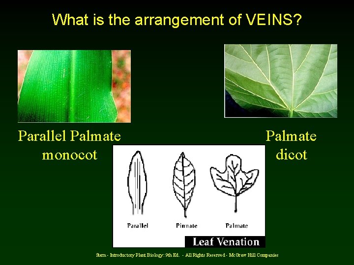 What is the arrangement of VEINS? Parallel Palmate monocot Palmate dicot Stern - Introductory