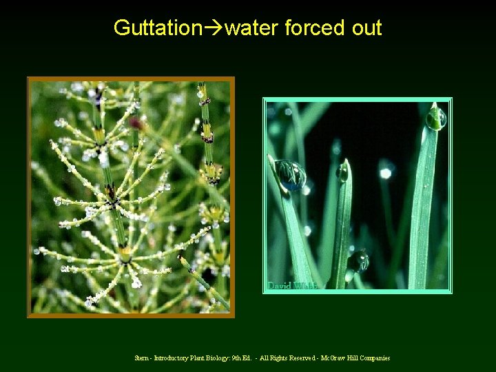 Guttation water forced out Stern - Introductory Plant Biology: 9 th Ed. - All