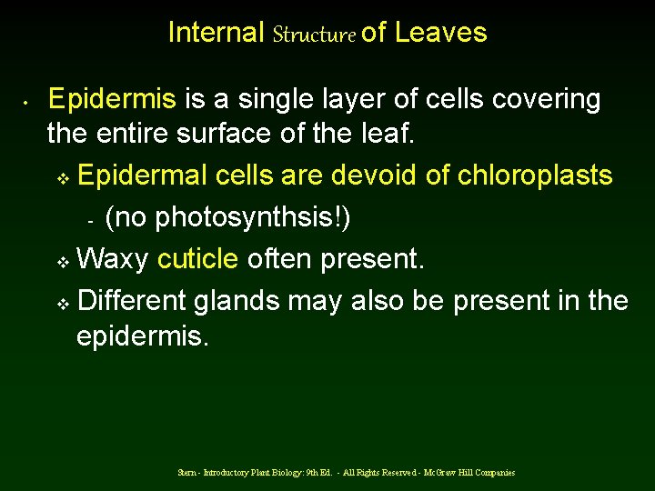 Internal Structure of Leaves • Epidermis is a single layer of cells covering the