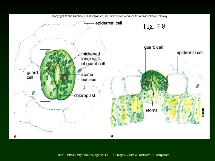 Fig. 7. 8 Stern - Introductory Plant Biology: 9 th Ed. - All Rights